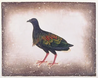 Paloma de Nicobar, de Dibujos de Aves de Malaca, c.1805-18